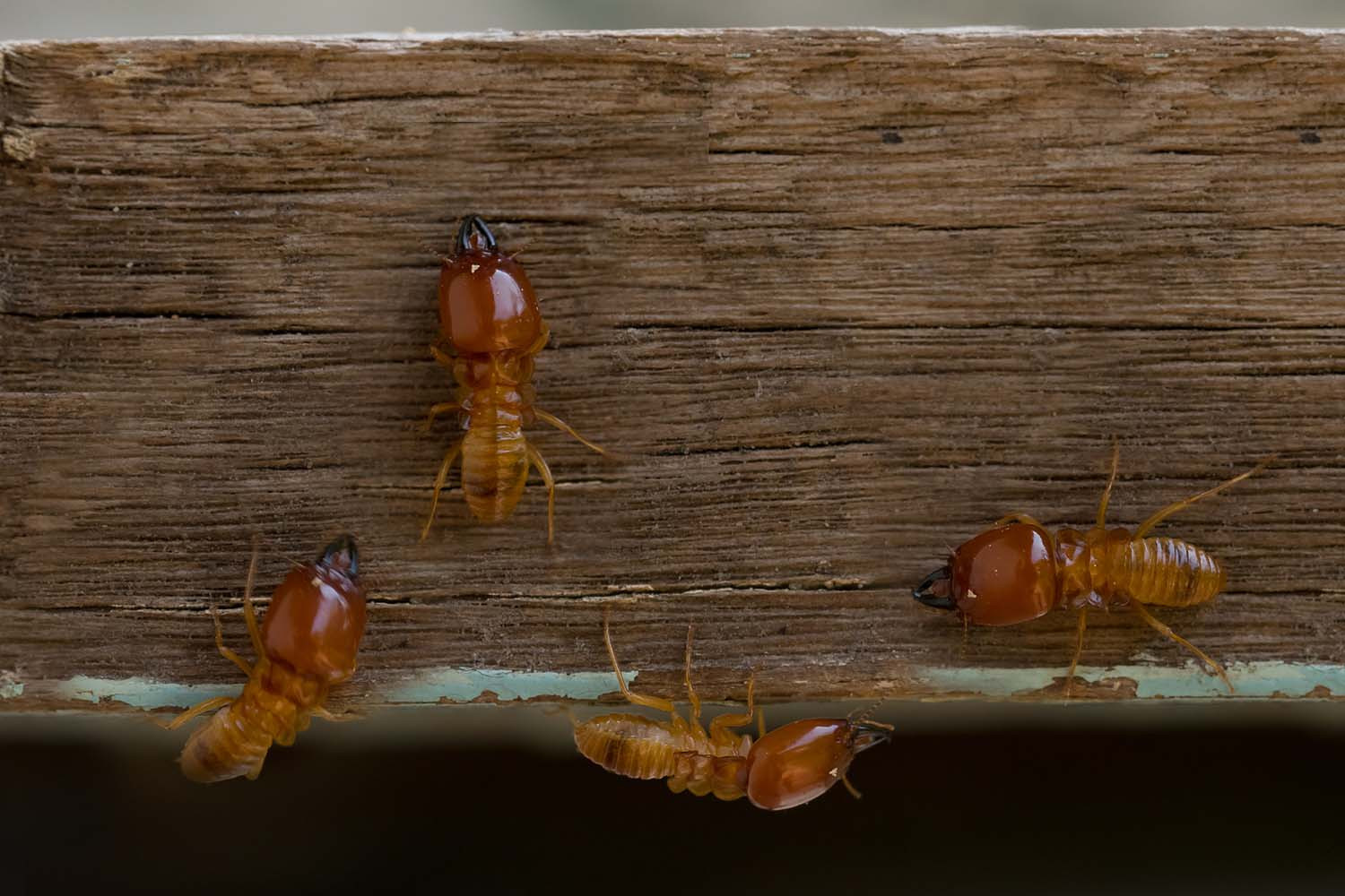 bigstock-Termites-Damage-Home-Macro-Cl-234719578