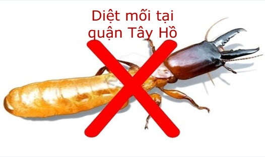 cong-ty-dich-vu-diet-moi-tai-quan-tay-ho