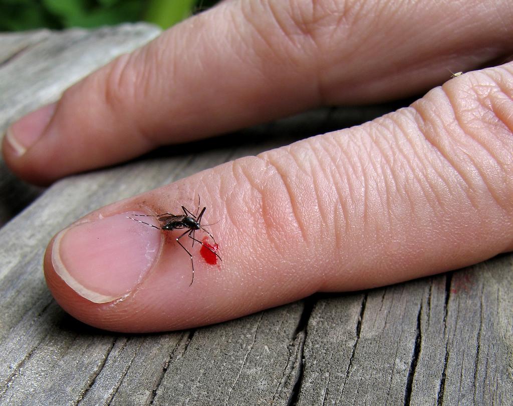 Diệt muỗi tại Bắc Giang hiệu quả