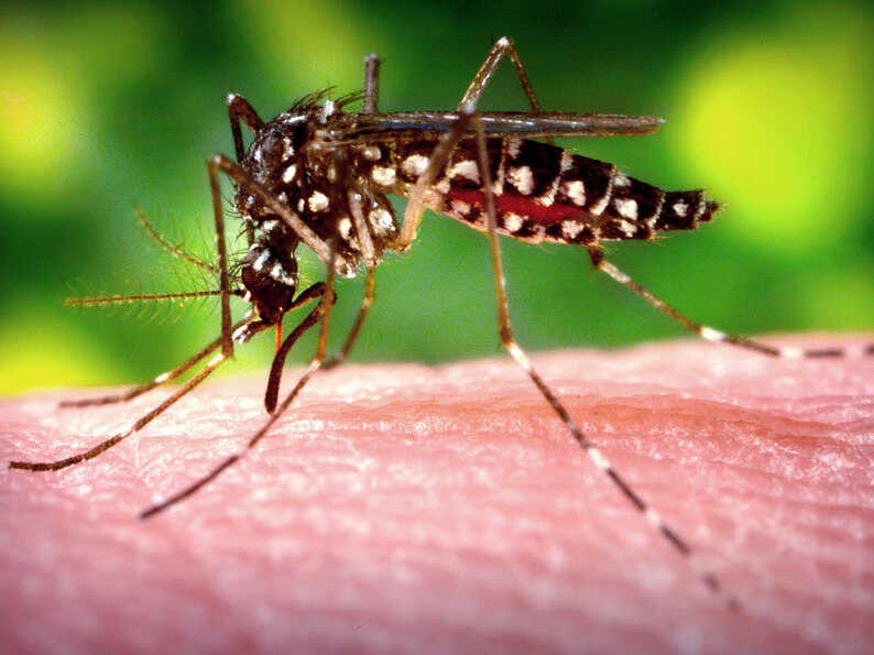 Trung tâm diệt muỗi tại Bắc Giang