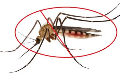Báo giá phun thuốc chống côn trùng ruồi muỗi kiến gián