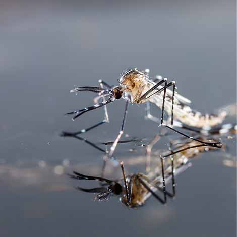 Biện pháp phòng trừ muỗi tại Hà Nam