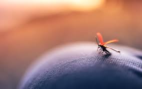Công ty diệt muỗi uy tín tại Hà Nam
