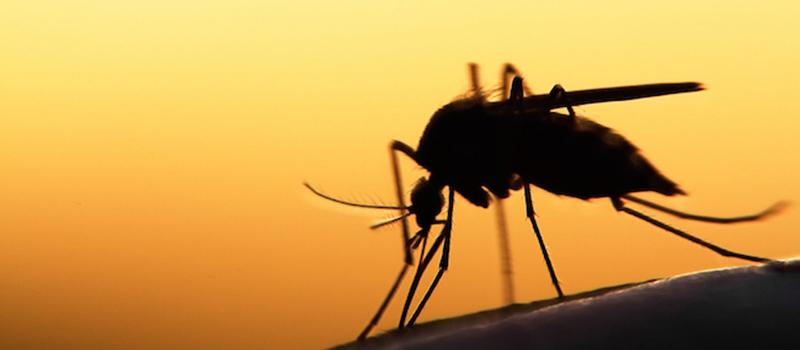 Nên phun thuốc diệt muỗi để bảo vệ nhà bạn