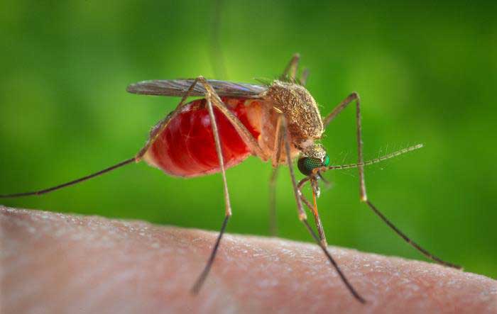 Phương pháp diệt muỗi tại Bắc Ninh