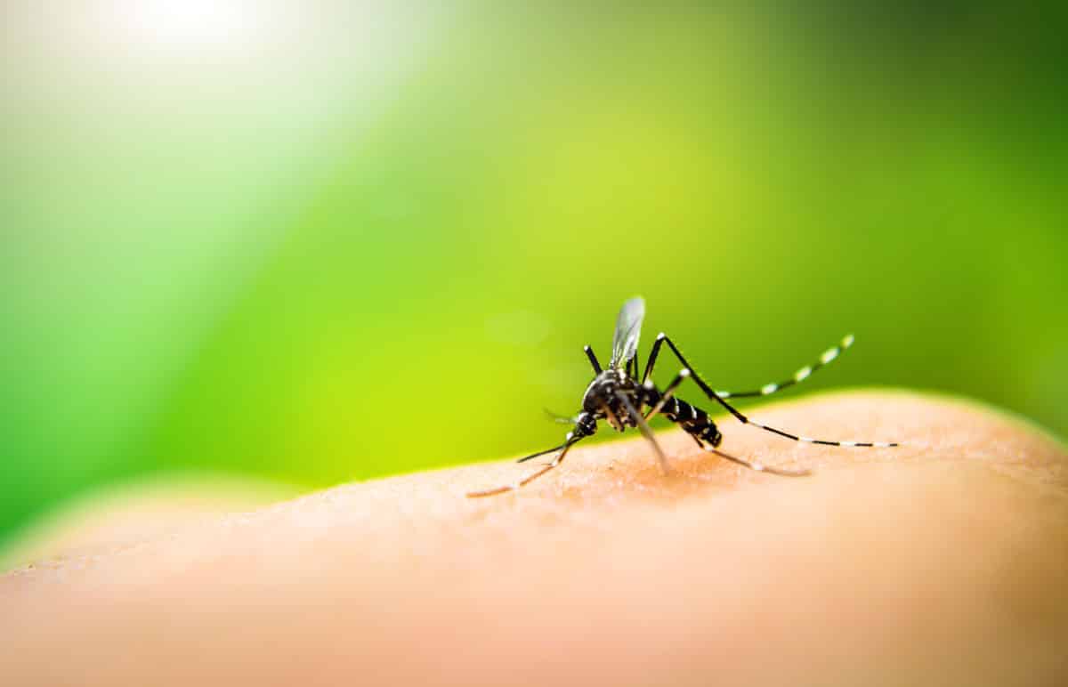Dịch vụ diệt muỗi các loại côn trùng tại Bắc Ninh