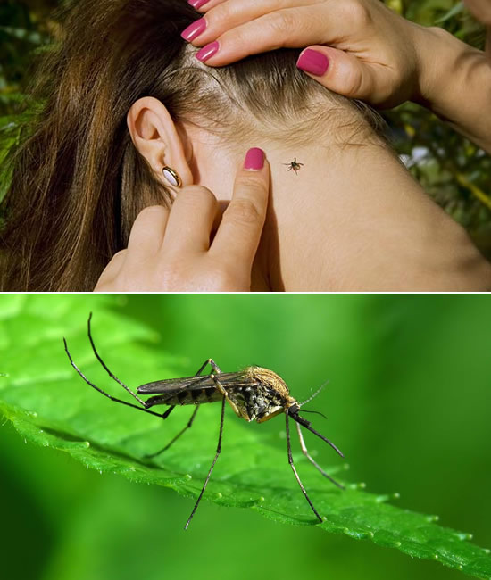 img mosquito-tick-spray-1