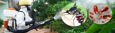 Dịch vụ diệt mối tại huyện Hoài Đức - Tiêu diệt tận gốc côn trùng