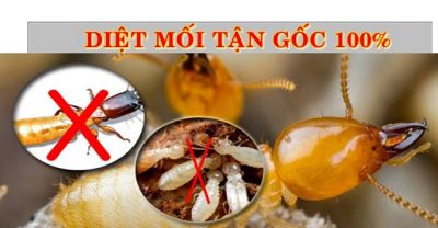 Diệt mối tại Vĩnh Phúc: Chất lượng và Hiệu quả từ Công ty TNHH Diệt Mối Hào Phát