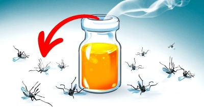 Dịch vụ phun thuốc diệt muỗi Bắc Giang
